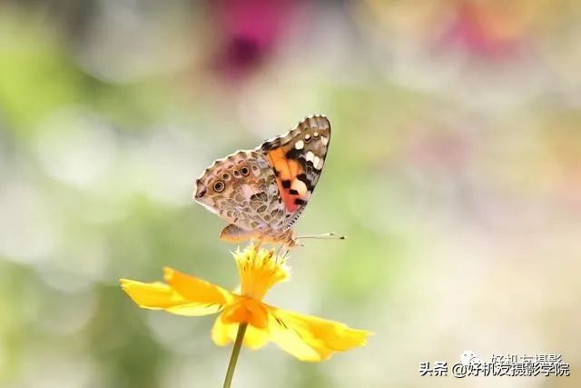 索尼全画幅适马和腾龙怎么选,腾龙和适马镜头哪个适合索尼微单