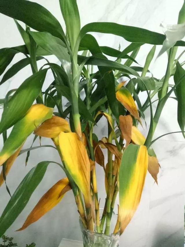富贵竹爱黄叶、水发臭？“剪一刀”就解决了