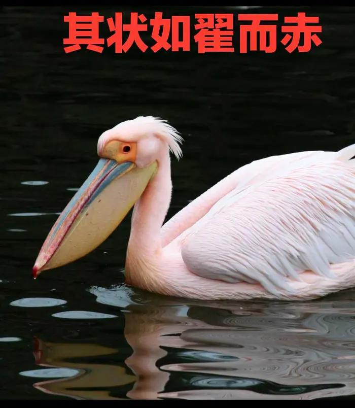 西山经解读,西山经图谱大全