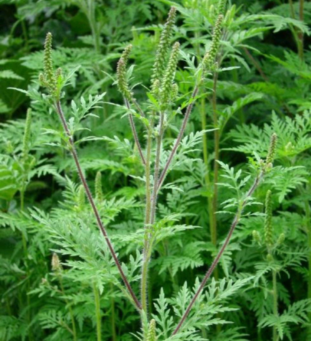 38种常见入侵植物花朵,38种疯狂的入侵植物