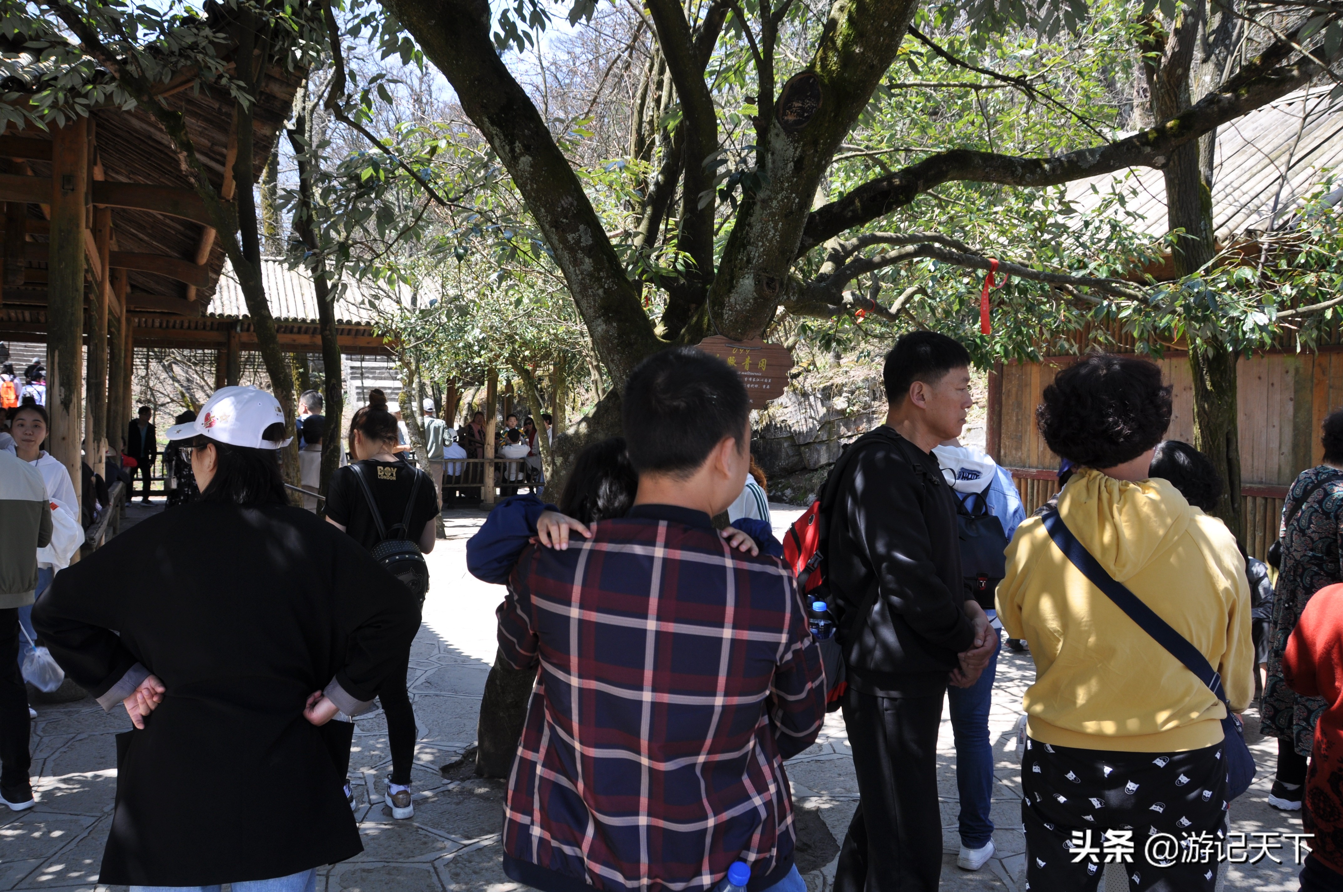 世界奇观张家界,世界奇观奇景