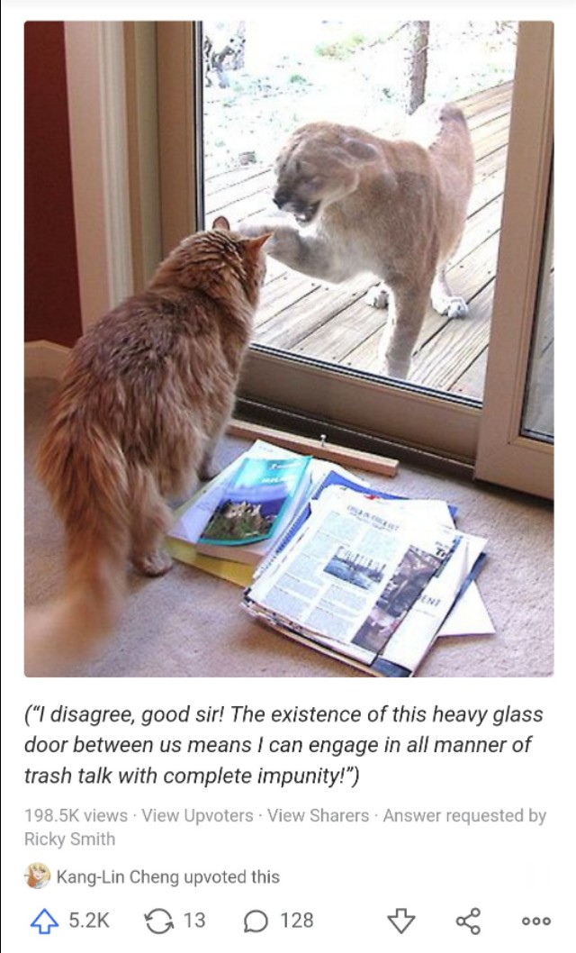 狮子野外发现猫是自己的物种吗,狮子野外发现一只猫