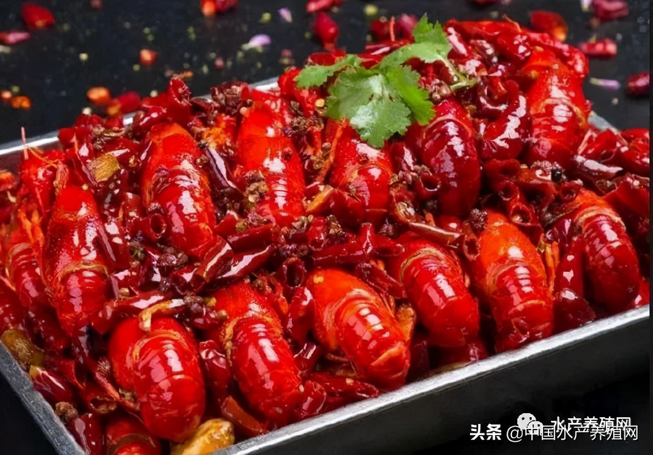 一亩能出多少小龙虾虾苗,小龙虾塘出虾苗多少钱一亩