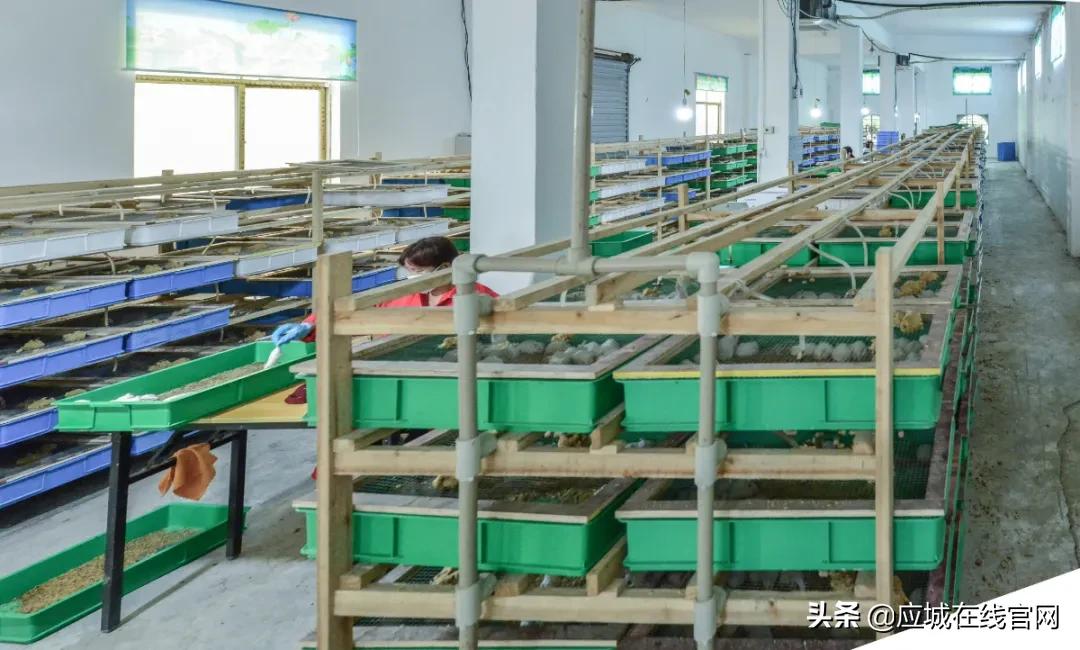 湖北应城：小小一只鼠，实现年创收千万元