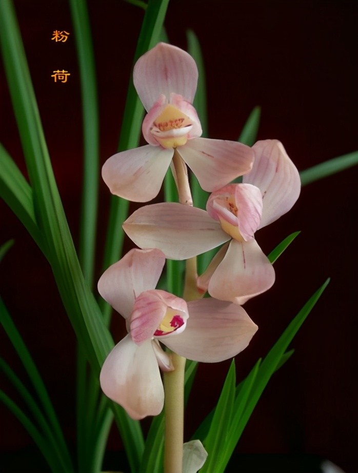 大理云龙县莲瓣兰,莲瓣兰滇西红缘