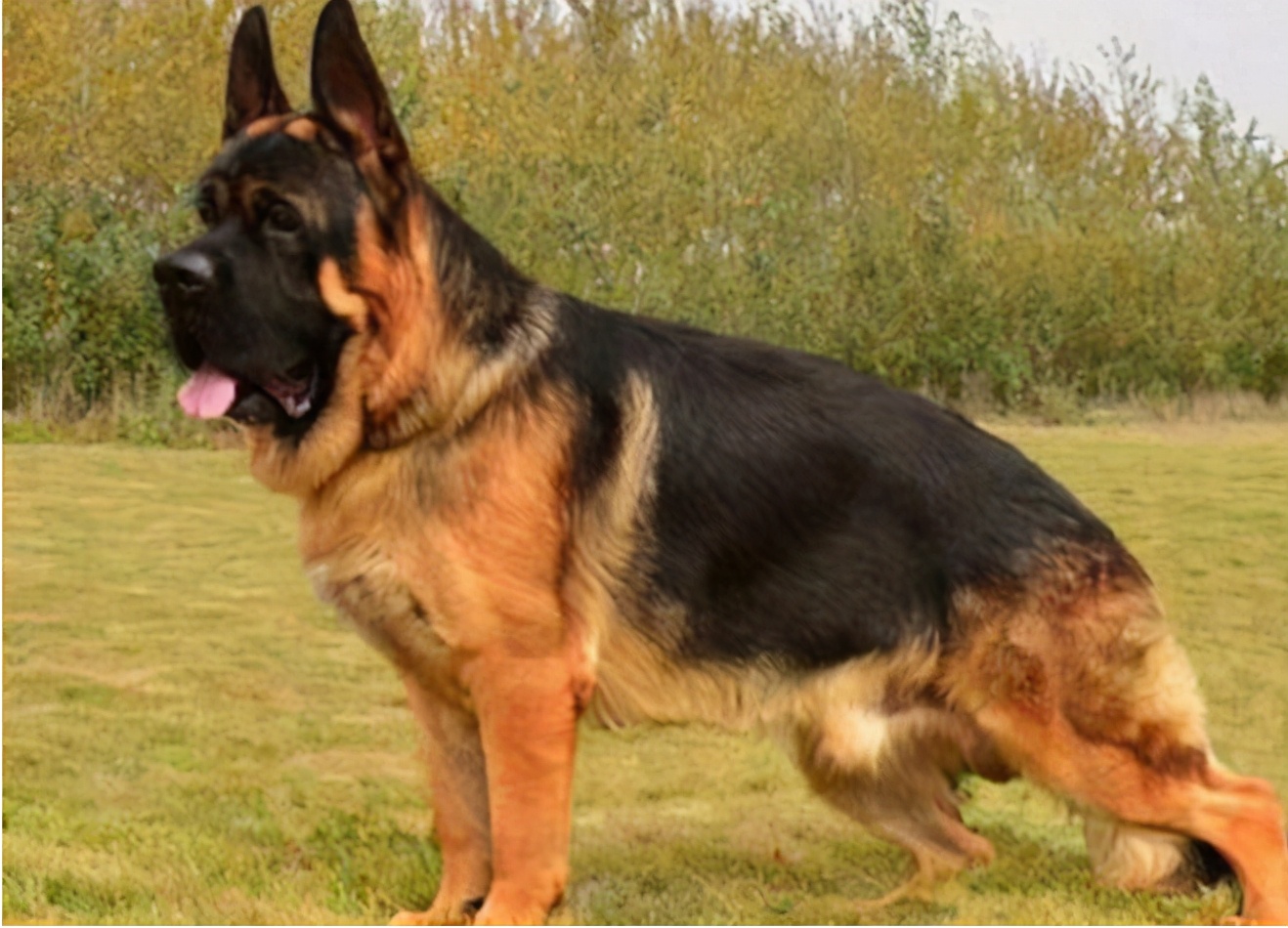 狗界5大冒牌货杜宾犬也有山寨版,犬界中的五大假货