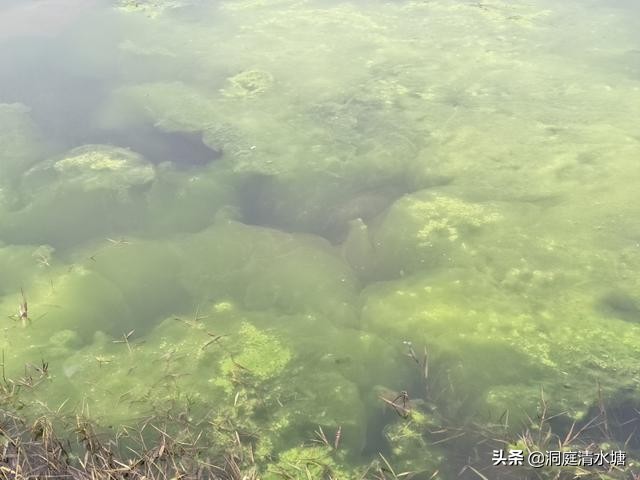 对虾池的青苔怎样处理,虾塘放石灰后死虾怎么处理