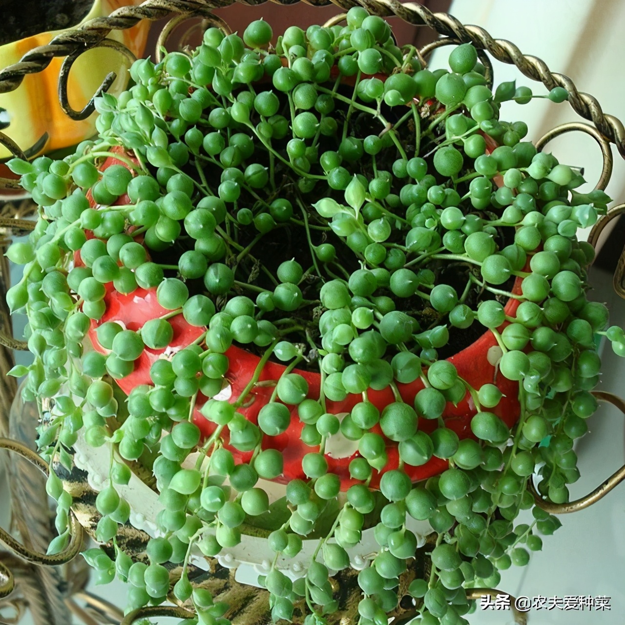 多肉佛珠简单养法,多肉佛珠怎么养才肥壮图片