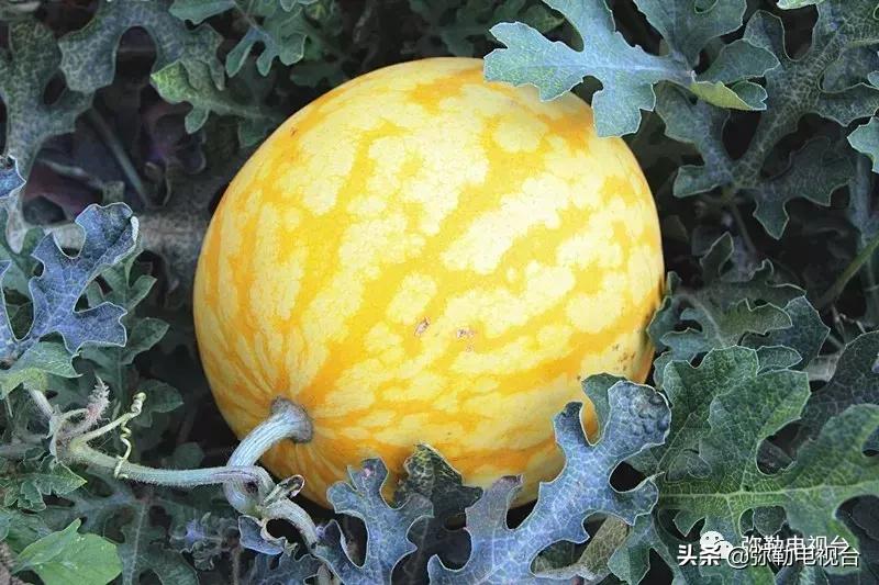 弥勒千亩西瓜熟了!黄心瓜、红心瓜、小香瓜…你喜欢哪种?