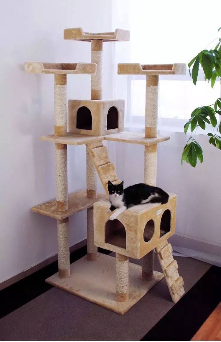 新到家猫咪需要做什么体检,猫咪到家第一夜铲屎官怎么做