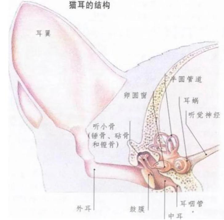 猫耳螨都把耳朵抓出血了怎么办,猫耳朵耳螨结块