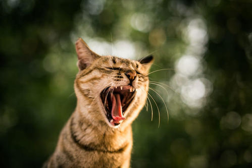 母猫交配结束后，为什么还要不顾一切转头咬公猫？