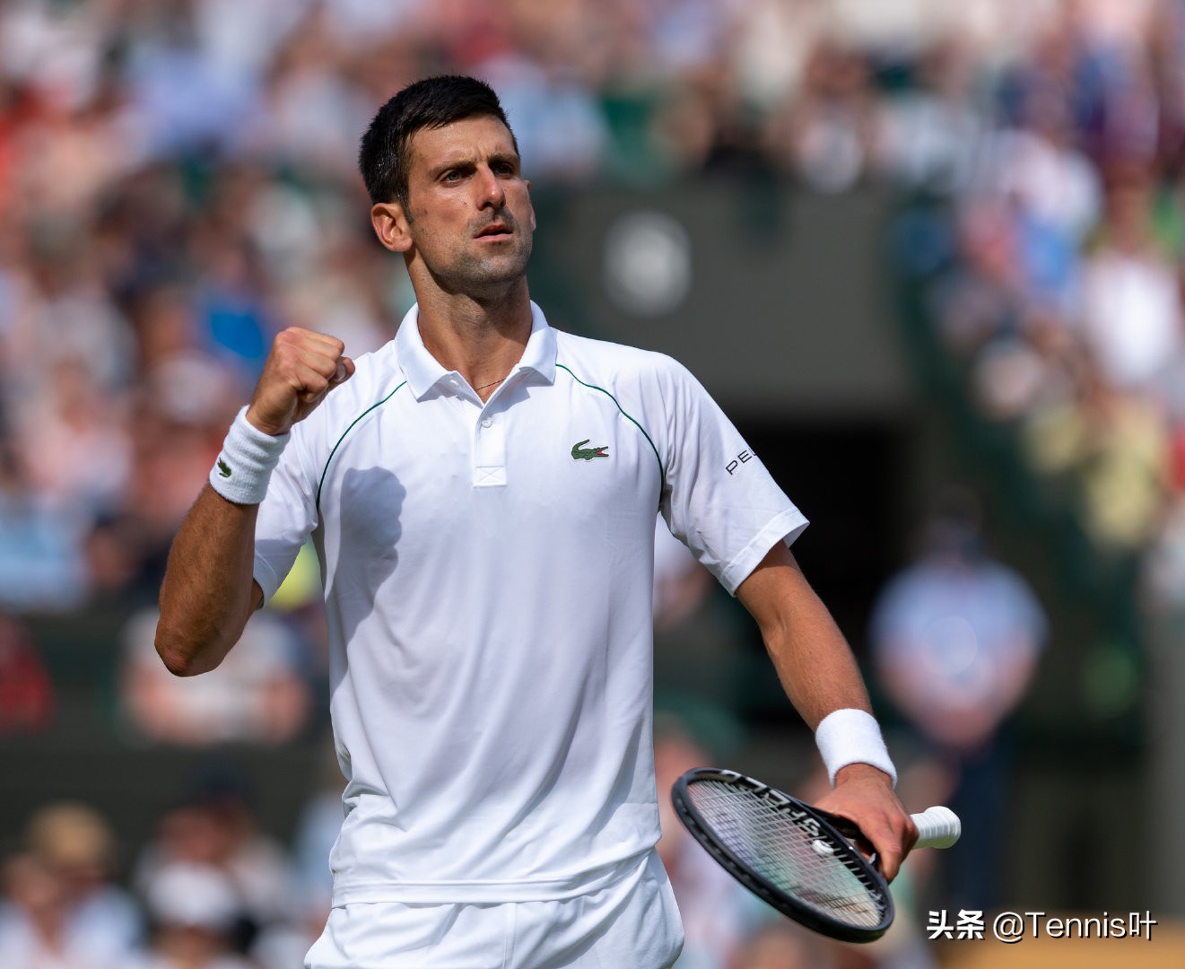 温网德约科维奇vs穆雷,温网德约科维奇vs诺里