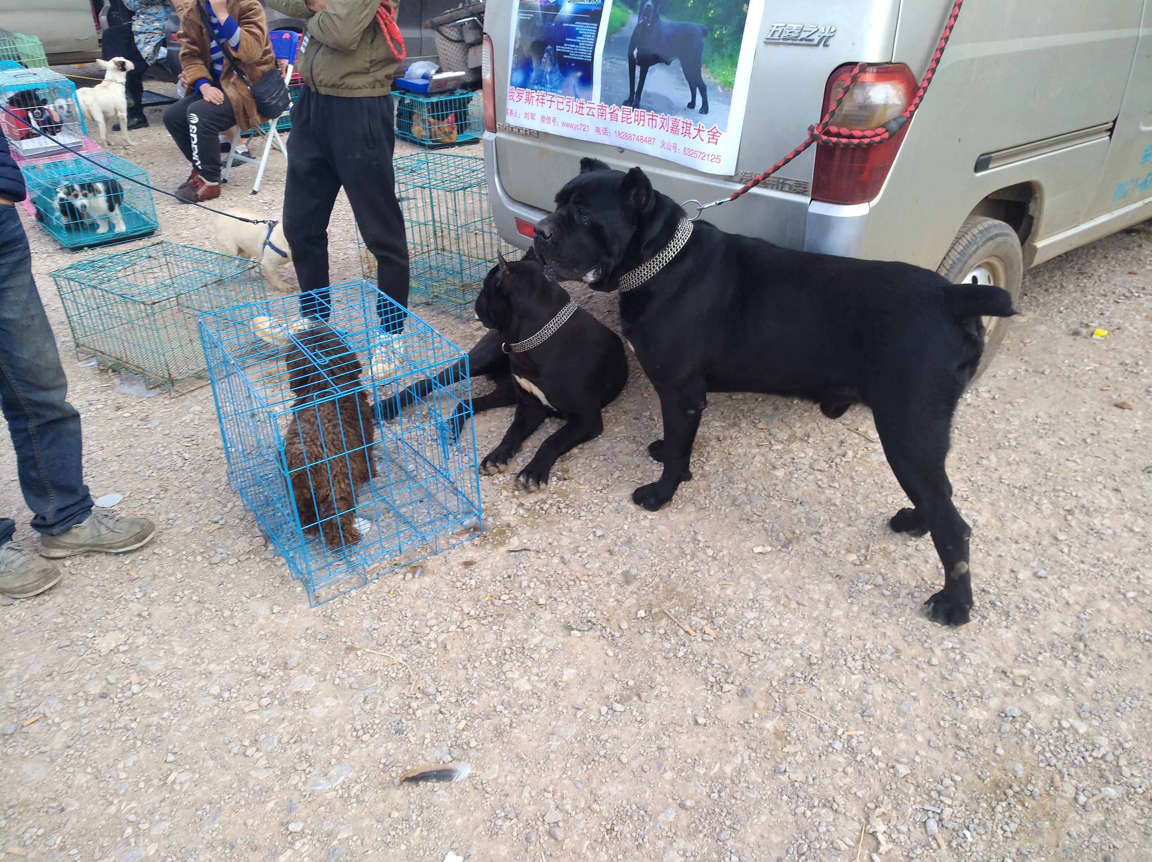 品相最好的杜高犬,杜高犬舍靠谱吗