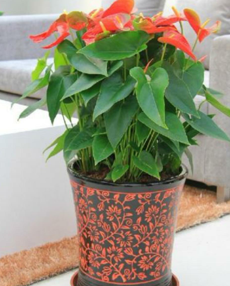 冬天红掌叶子全掉光了还能活吗,怎么养红掌不黄叶