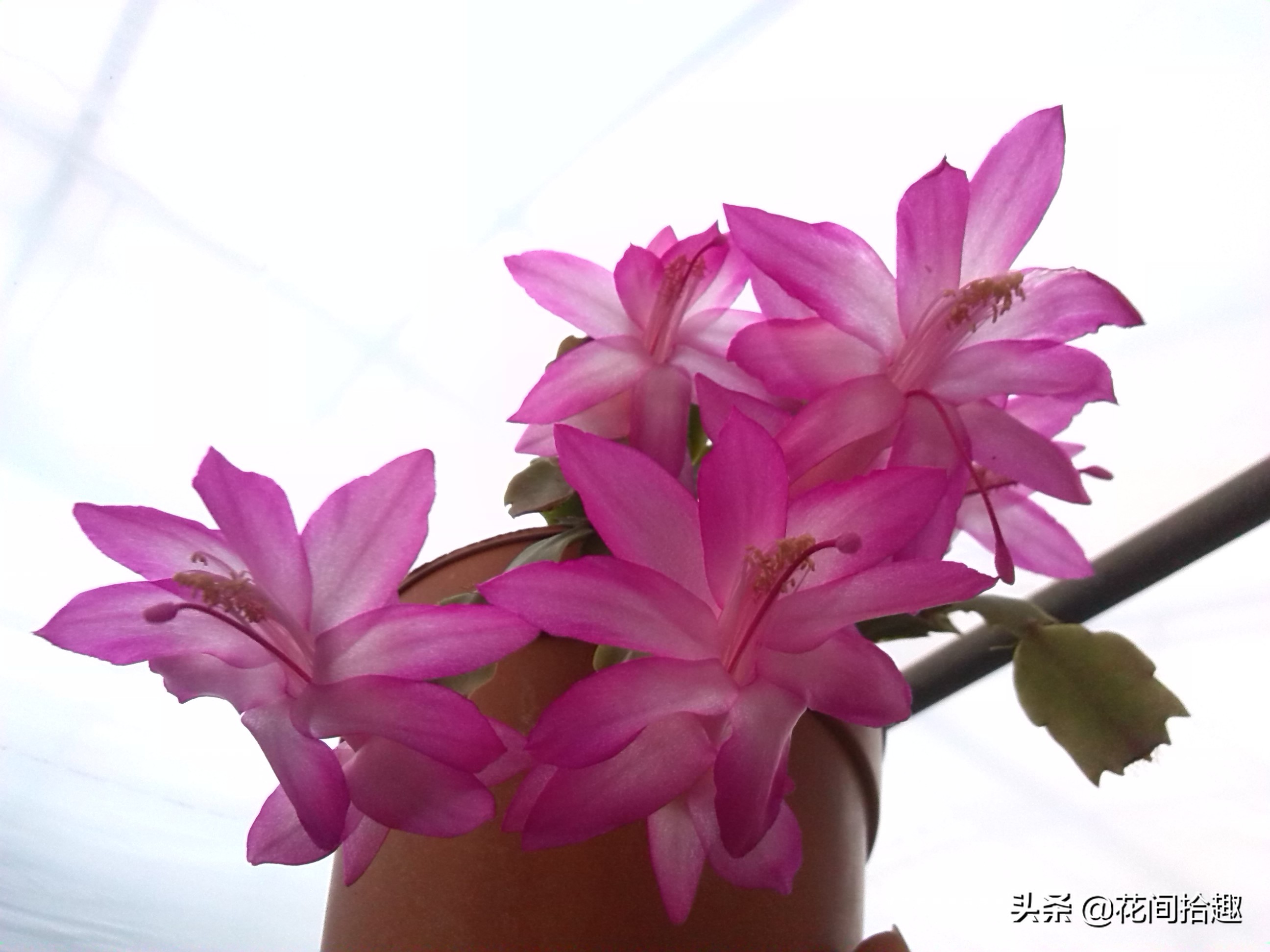 万重山多肉植物仙人掌易养,万重山多肉植物仙人掌