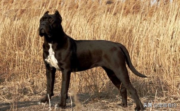 如何挑选最好的卡斯罗犬,卡斯罗犬幼犬如何挑选