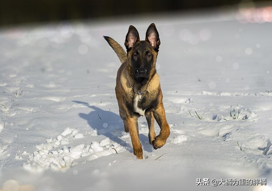 养狗并不是为了让它爱你,养狗狗的方法和技巧