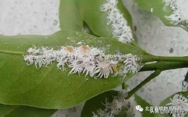 平安树的各种病害图片,平安树叶片背面常见病