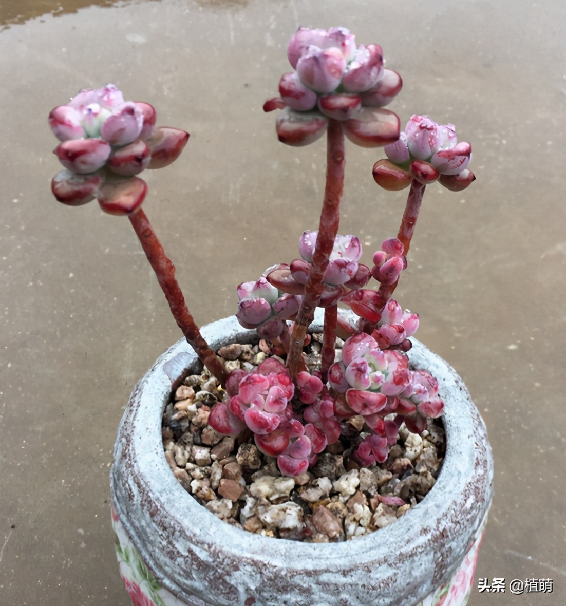 “徒神”多肉汤姆漫画，也有逆袭的一天