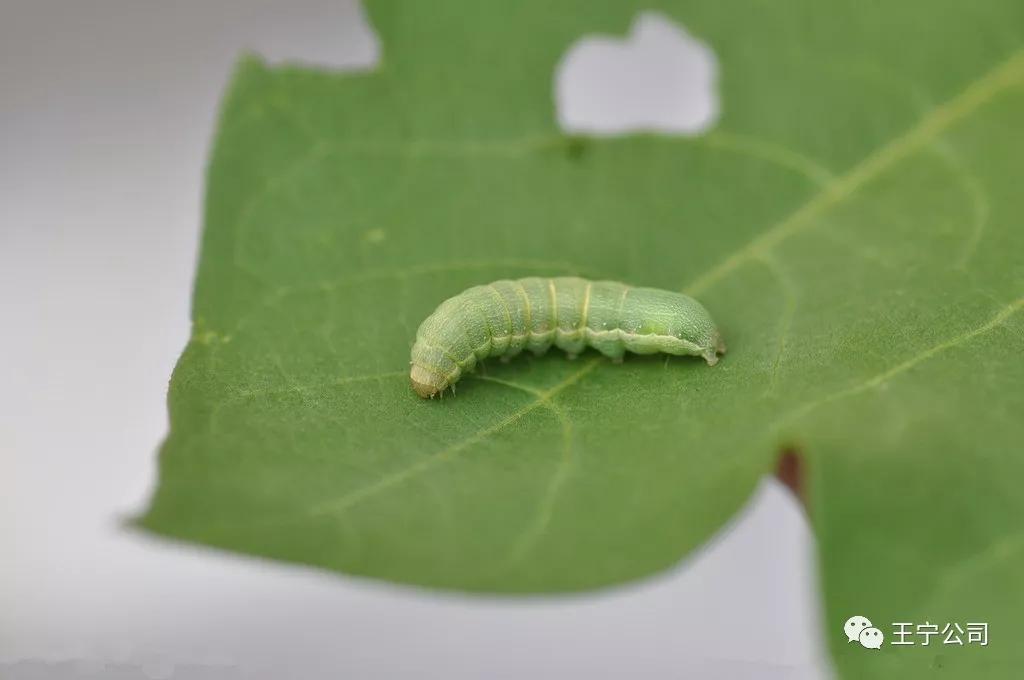 玉米上的虫害打什么药,玉米虫害防治口诀谚语