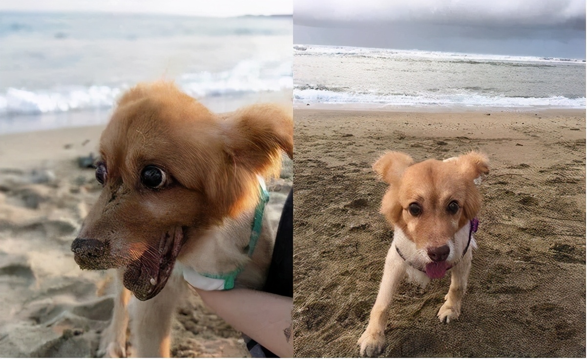 福懋动物医院：原来狗狗也会中风？尽早发现能救命