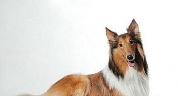 45种常见狗狗认几种主人,45种常见狗狗拉布拉多图片