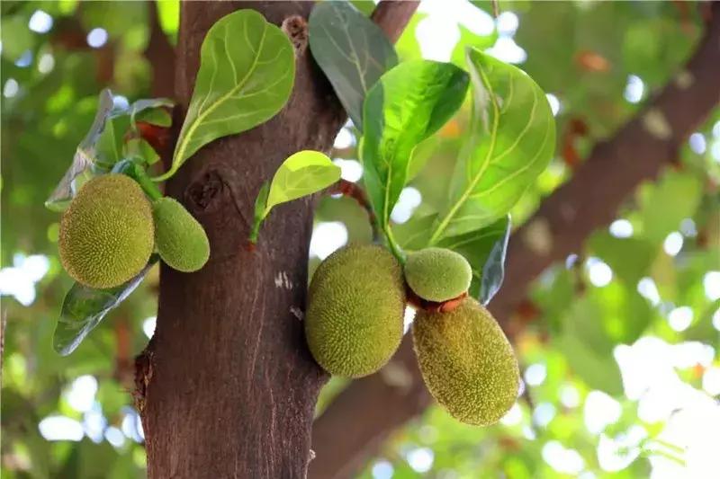 昆明大理腾冲瑞丽芒市六日游,瑞丽芒市腾冲四飞六日游