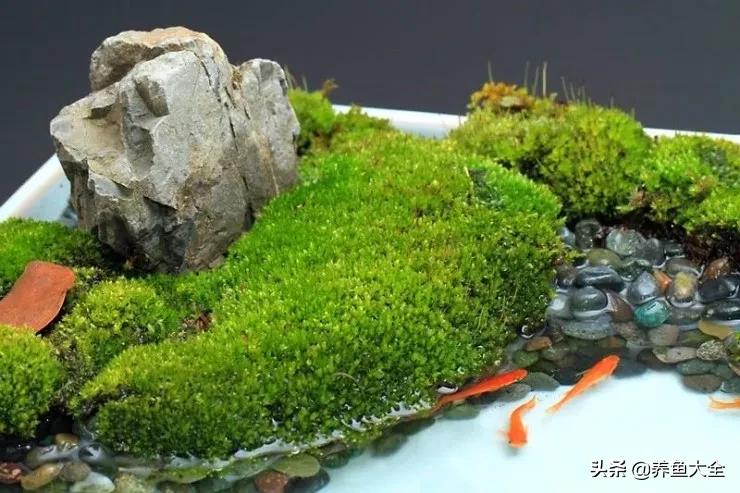 什么金鱼好养又好看,养哪种金鱼又好看又好养