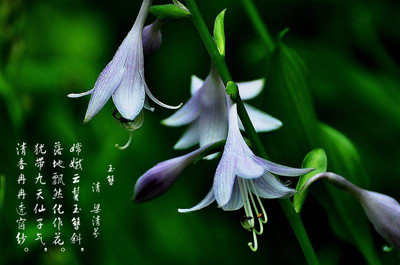 每朵花都有一个感人的爱情故事,每一朵花都藏着一个感人的故事