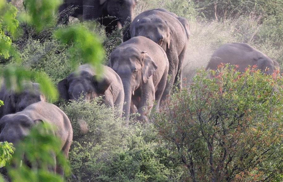 大象迁徙事件始末,大象迁徙为什么又回去了