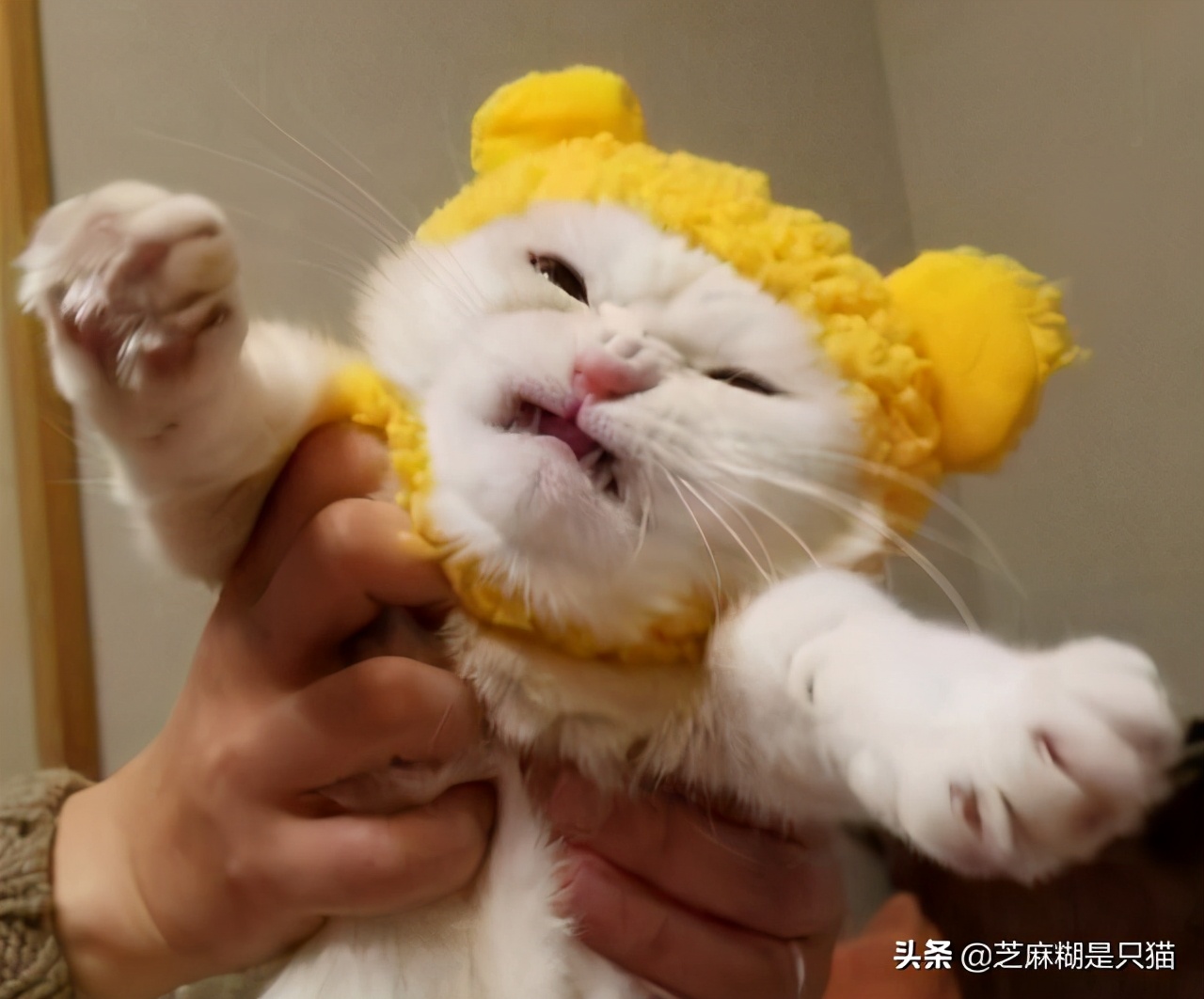 对猫咪做这“六件事”,不讲武德