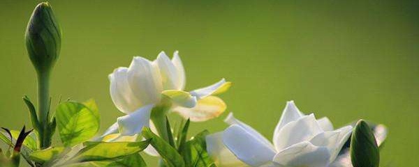 栀子花怎么养视频教程,栀子花什么时间开花