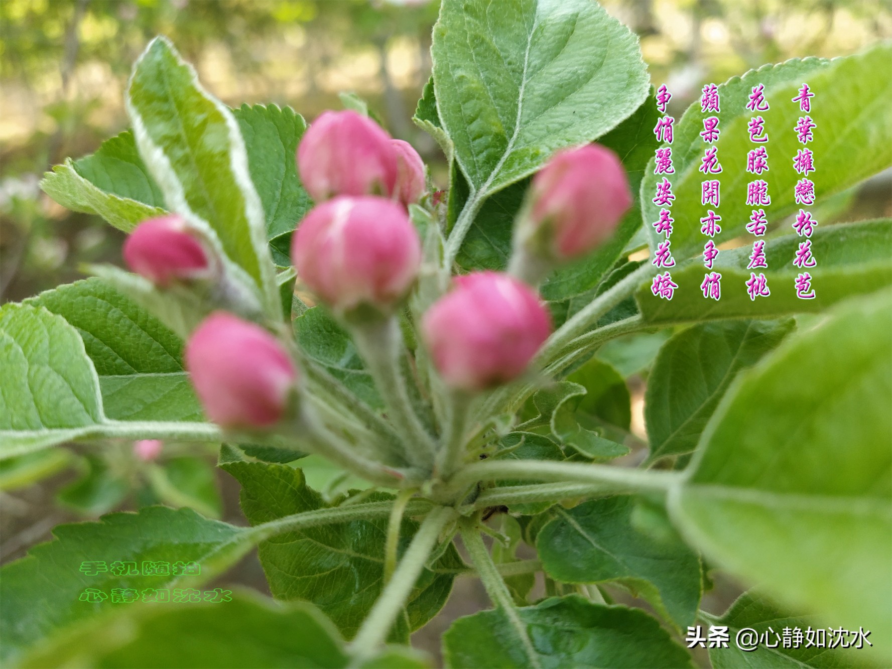 绿叶知花意,春花晓风情