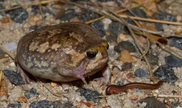 馒头蛙蝌蚪,馒头蛙蝌蚪形态