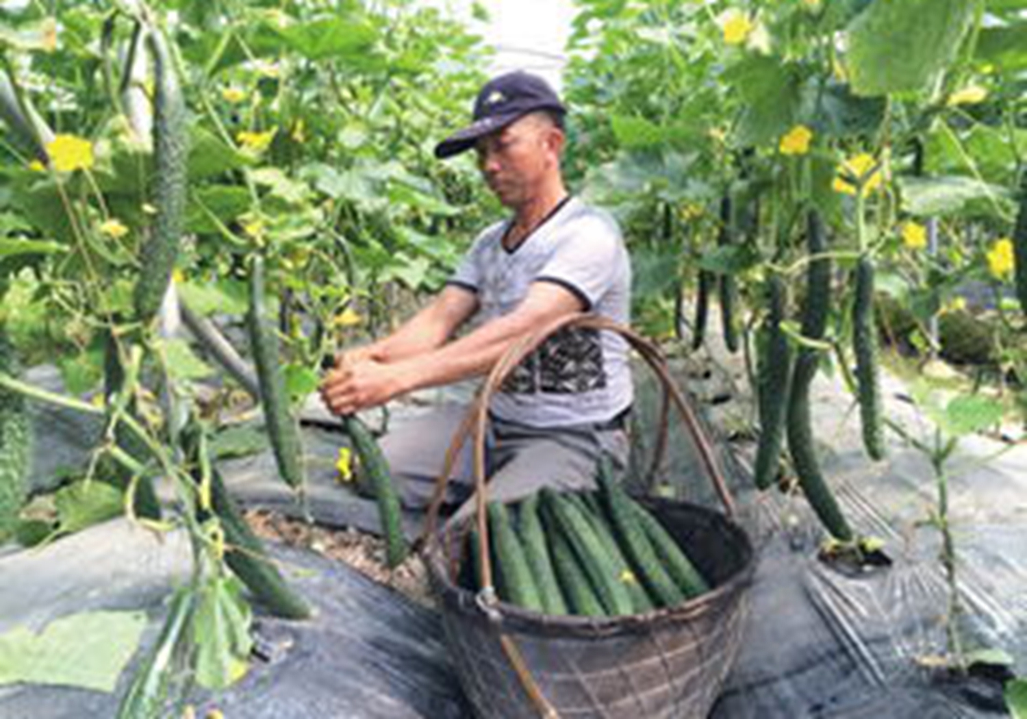 夏季黄瓜怎样育苗,露地黄瓜的育苗技巧