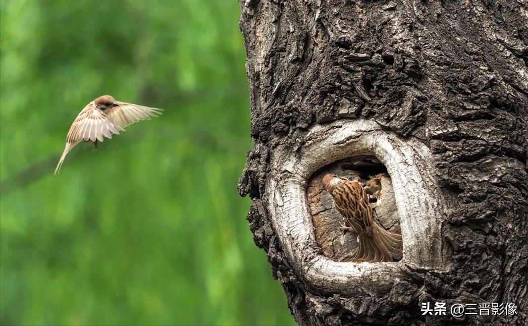 鸟类摄影的技巧参数,拍摄鸟类用什么相机拍得好