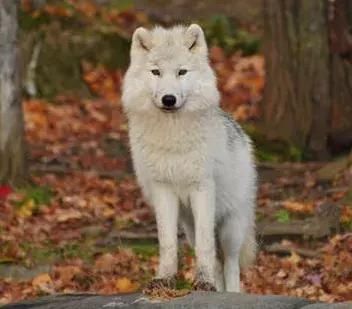 狗为什么爱玩卫生纸,为什么狗狗喜欢吃卫生纸