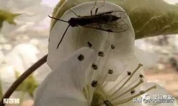 梨茎蜂怎么处理,梨树上的梨茎蜂防治