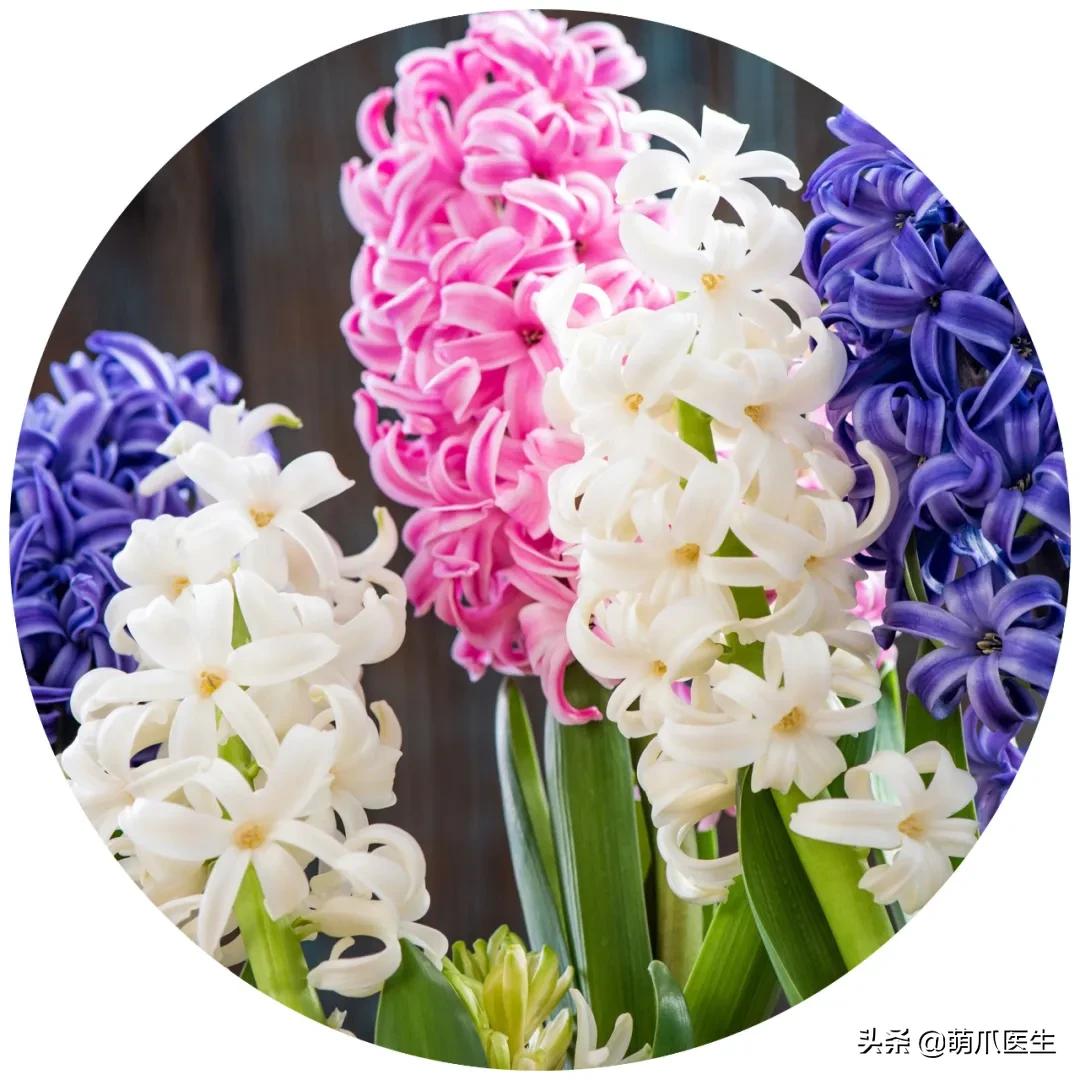 家有萌猫，千万别养这些花草！！