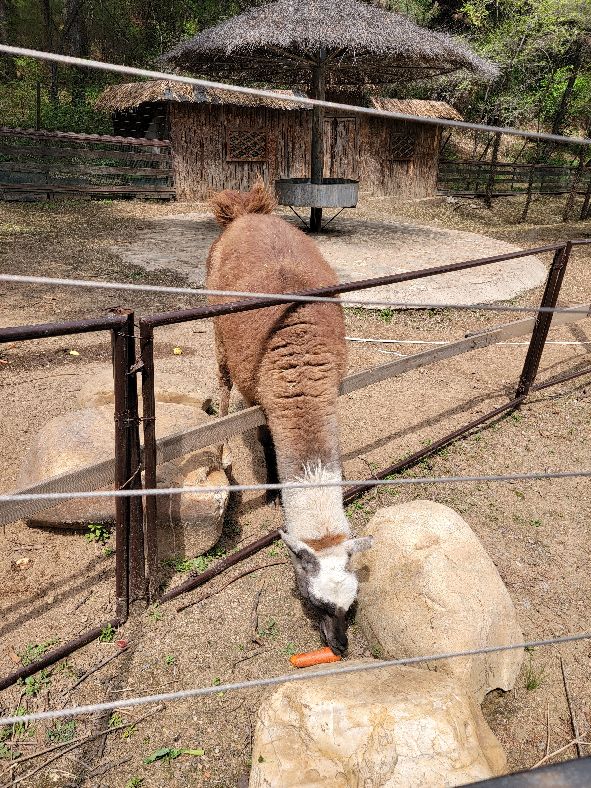 快乐动物园探险,愉快的旅行沈阳森林动物园一日游