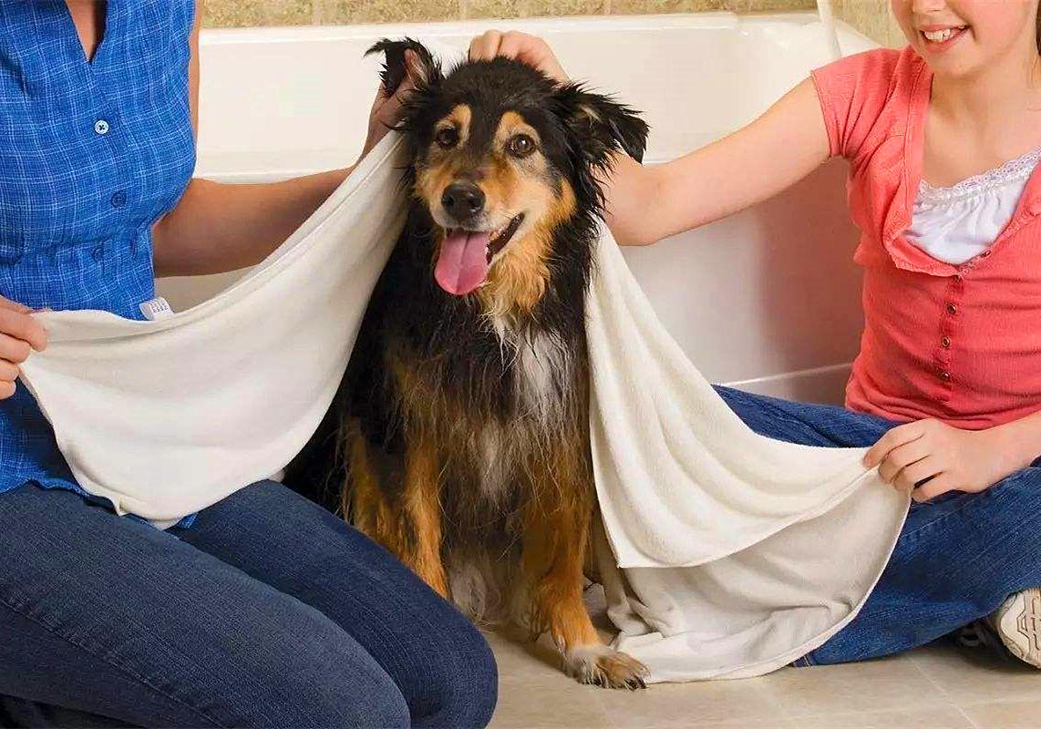 特殊时期如何做好宠物清洁工作?这两点最重要,但仍需注意安全