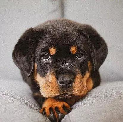 每日罗威纳,每日一狗阿拉斯加犬视频