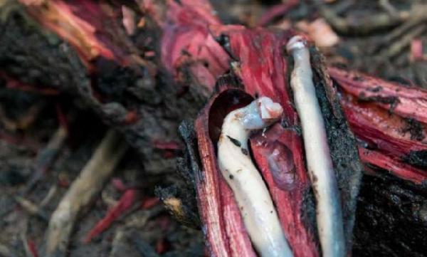 不经意间便能颠覆海洋战争的局势,船蛆小小身体却有大能量