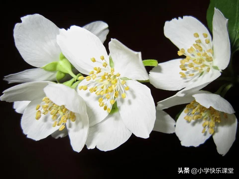 描写茉莉优美词,描写茉莉的小短文