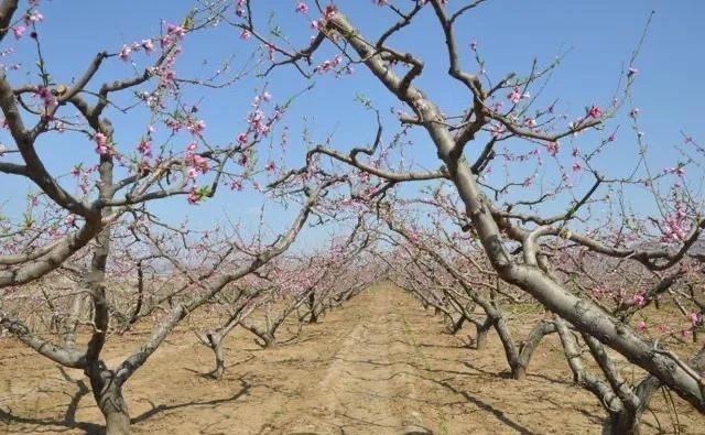 桃树镰刀菌防控技术