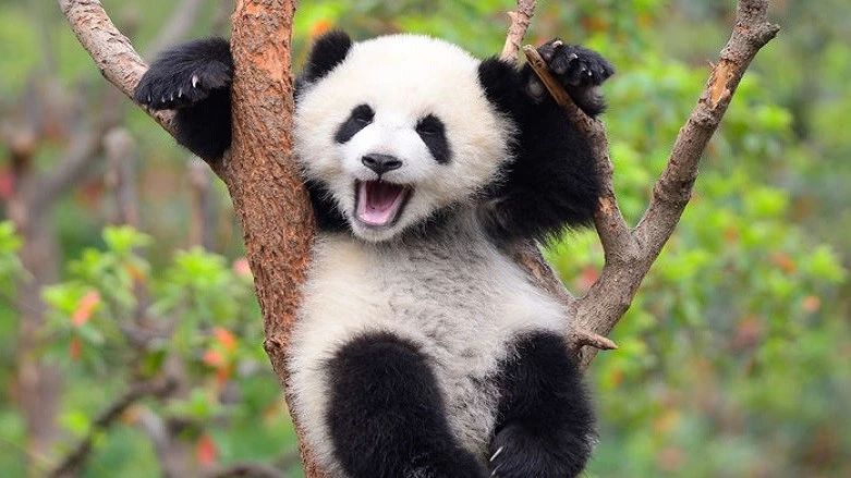 辟谣：熊猫的战斗力真的可以匹敌狮、虎吗？