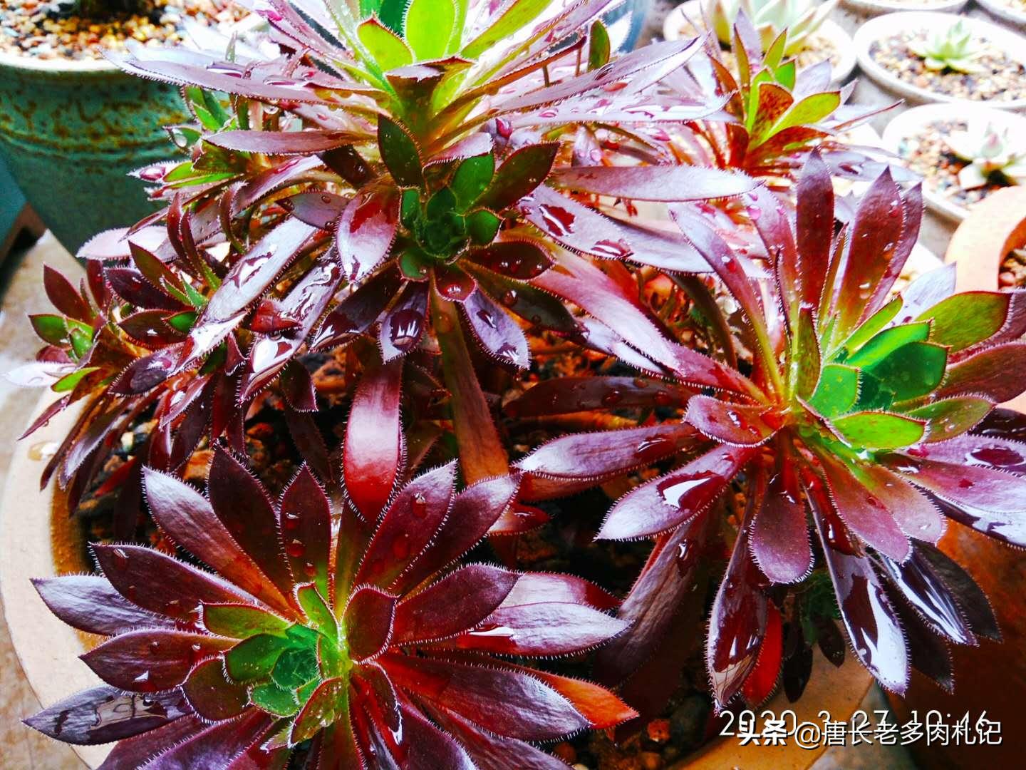 法师多肉能晒吗,法师多肉病虫害怎么办