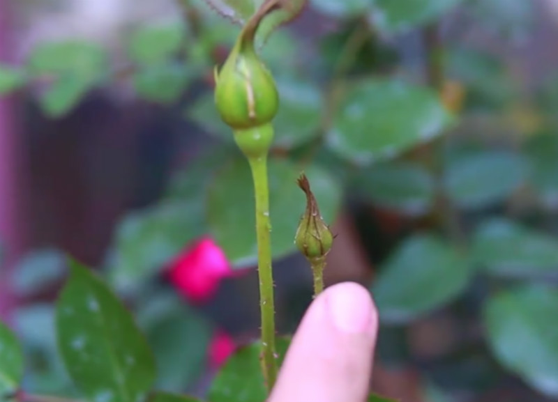 花上起了蚜虫有什么方法去掉,花有小白虫是蚜虫吗怎样消灭它