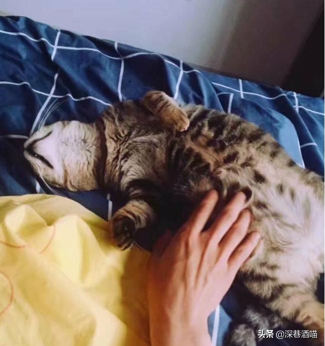 土猫可以当成宠物饲养吗？来！看看网友们是怎么回答的